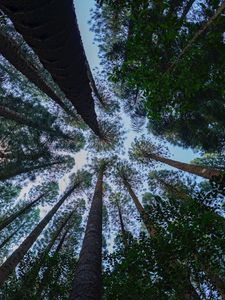 Preview wallpaper pine, trees, branches, bottom view