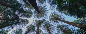 Preview wallpaper pine, trees, branches, bottom view