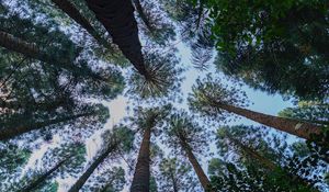 Preview wallpaper pine, trees, branches, bottom view