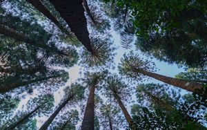 Preview wallpaper pine, trees, branches, bottom view