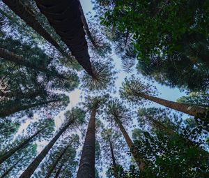 Preview wallpaper pine, trees, branches, bottom view