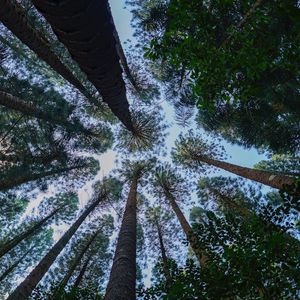 Preview wallpaper pine, trees, branches, bottom view