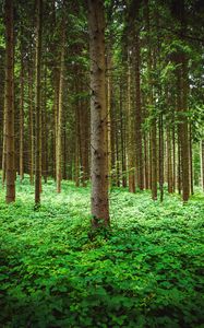 Preview wallpaper pine, trees, forest, grass