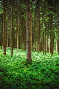 Preview wallpaper pine, trees, forest, grass