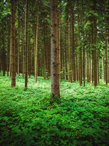 Preview wallpaper pine, trees, forest, grass