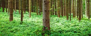 Preview wallpaper pine, trees, forest, grass