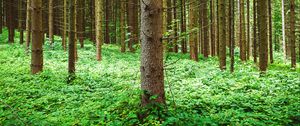 Preview wallpaper pine, trees, forest, grass