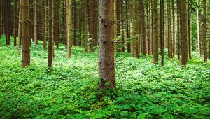 Preview wallpaper pine, trees, forest, grass