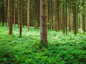 Preview wallpaper pine, trees, forest, grass