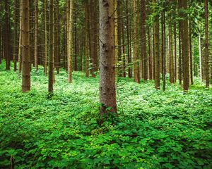 Preview wallpaper pine, trees, forest, grass