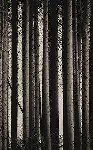 Preview wallpaper pine, trees, forest, bw