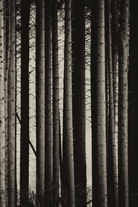 Preview wallpaper pine, trees, forest, bw