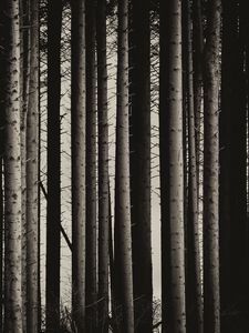 Preview wallpaper pine, trees, forest, bw