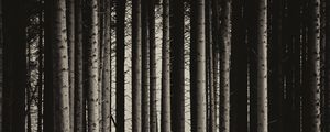 Preview wallpaper pine, trees, forest, bw