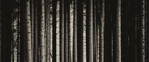 Preview wallpaper pine, trees, forest, bw