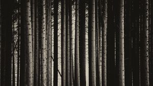 Preview wallpaper pine, trees, forest, bw