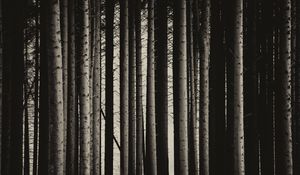 Preview wallpaper pine, trees, forest, bw