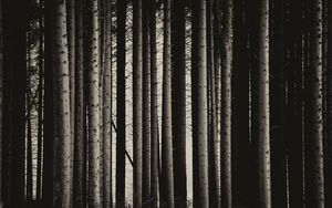 Preview wallpaper pine, trees, forest, bw