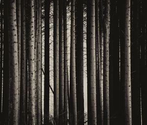 Preview wallpaper pine, trees, forest, bw