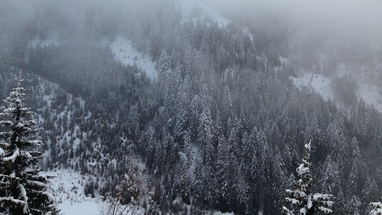 Wallpaper pine, trees, mountains, snow, fog