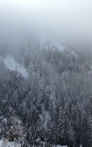 Preview wallpaper pine, trees, mountains, snow, fog