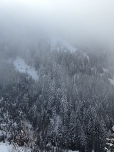 Preview wallpaper pine, trees, mountains, snow, fog