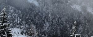 Preview wallpaper pine, trees, mountains, snow, fog