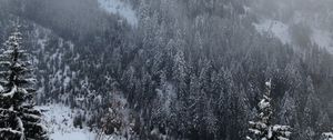 Preview wallpaper pine, trees, mountains, snow, fog