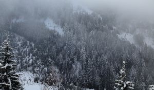 Preview wallpaper pine, trees, mountains, snow, fog