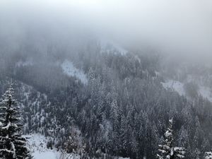 Preview wallpaper pine, trees, mountains, snow, fog