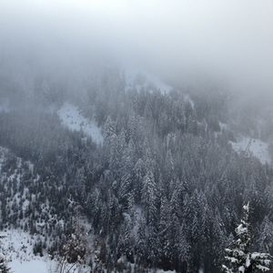 Preview wallpaper pine, trees, mountains, snow, fog
