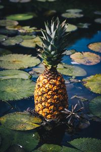 Preview wallpaper pineapple, fruit, exotic fruit, swamp