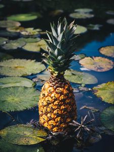 Preview wallpaper pineapple, fruit, exotic fruit, swamp