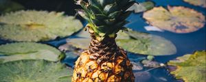 Preview wallpaper pineapple, fruit, exotic fruit, swamp