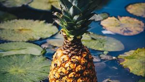 Preview wallpaper pineapple, fruit, exotic fruit, swamp