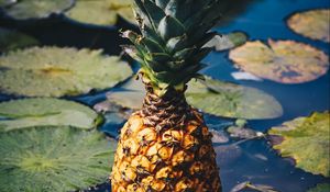 Preview wallpaper pineapple, fruit, exotic fruit, swamp