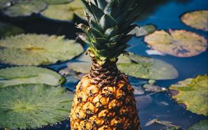 Preview wallpaper pineapple, fruit, exotic fruit, swamp