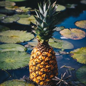 Preview wallpaper pineapple, fruit, exotic fruit, swamp