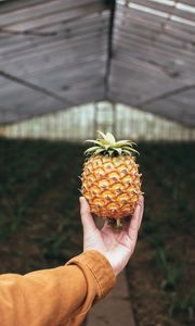 Preview wallpaper pineapple, fruit, hand, focus