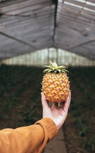 Preview wallpaper pineapple, fruit, hand, focus