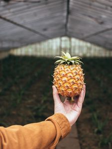 Preview wallpaper pineapple, fruit, hand, focus