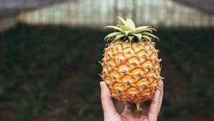 Preview wallpaper pineapple, fruit, hand, focus