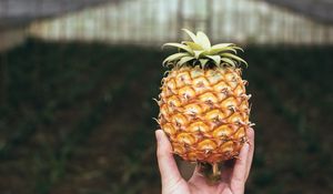 Preview wallpaper pineapple, fruit, hand, focus