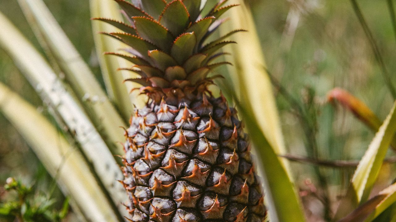 Wallpaper pineapple, fruit, leaves