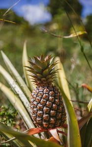 Preview wallpaper pineapple, fruit, leaves