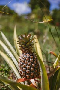 Preview wallpaper pineapple, fruit, leaves