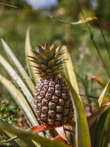 Preview wallpaper pineapple, fruit, leaves