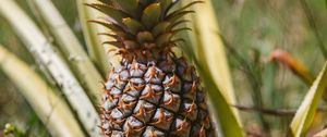 Preview wallpaper pineapple, fruit, leaves