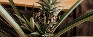 Preview wallpaper pineapple, fruit, leaves, palm