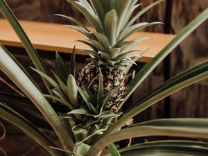 Preview wallpaper pineapple, fruit, leaves, palm